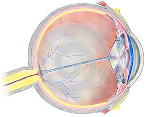 Eye - Cross Section