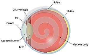Eye Cross Section Labeled Diagram