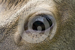 Eye of a deer