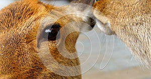 Eye deer