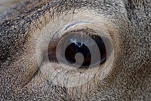 The eye of the deer