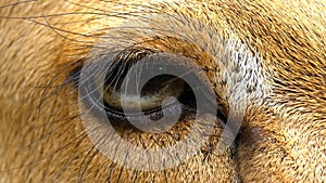 Eye of a Deer at the Khao Kheow Open Zoo. Thailand