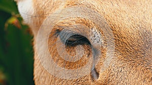 Eye of a Deer lying in the bushes at the Khao Kheow Open Zoo. Thailand