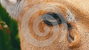 Eye of a Deer lying in the bushes at the Khao Kheow Open Zoo. Thailand