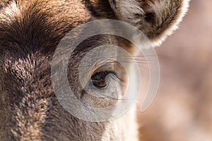Eye deer in nature, close-up