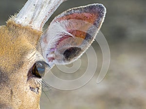 Eye of a deer