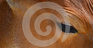 Eye detail on the Banteng at Chester Zoo, UK