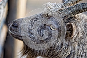 Eye detail of Brown goat sheep while looking at you