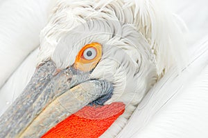 Eye detail Dalmatian pelican, Pelecanus crispus, in Lake Kerkini, Greece. Palican with open wing, hunting animal. Wildlife scene f