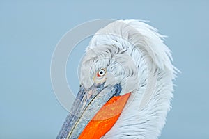 Eye detail of Dalmatian pelican, Pelecanus crispus, in Lake Kerkini, Greece. Wildlife scene from Europe nature. Detail of