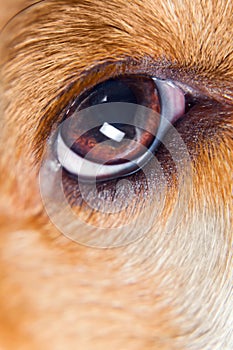 Eye of a dog