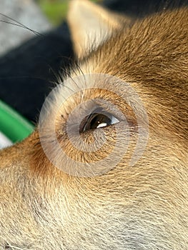 Eye dog