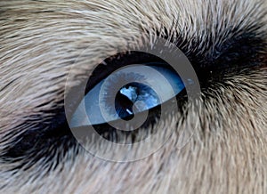 Eye dog