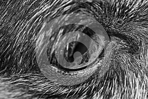 eye dog black white color