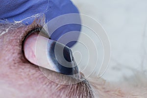 Eye of a dog with deep corneal ulcer closeup