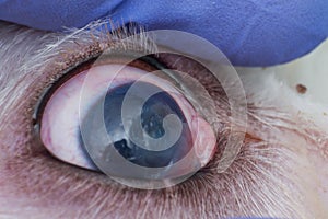 Eye of a dog with deep corneal ulcer closeup