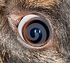 Eye dog. macro