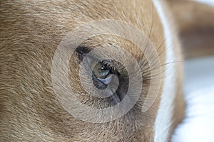 Eye of a dog , macro shot. Close up