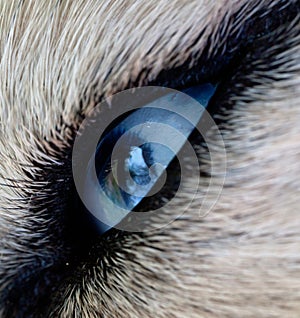 Eye dog