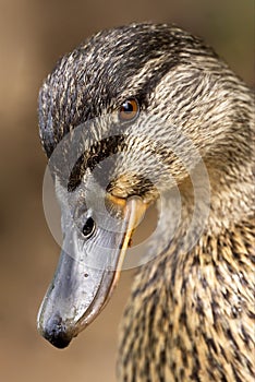 Eye of a duck photo