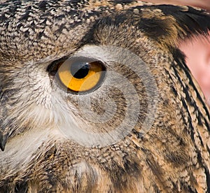 Eye of eagle owl