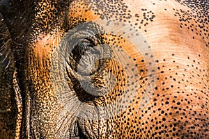 Eye of the elephant