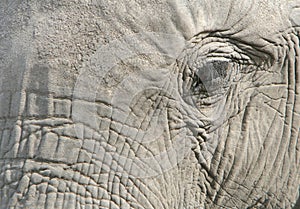 Eye of the elephant