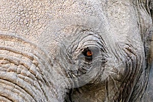 Eye of an elephant