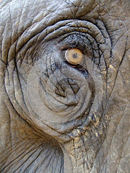 Eye of an elephant