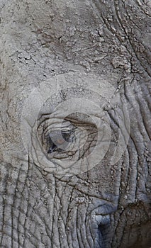 Eye elephant