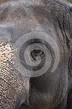 Eye elephant