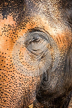 Eye of the elephant