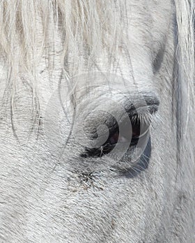 Eye of Equus