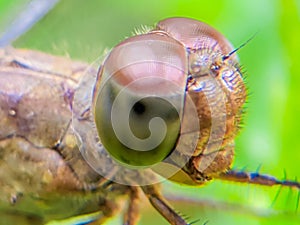 Eye extreme macro shot of a dragonfly in the wild. Close up details of dragonfly eyes are very small. Dragonfly with brown leave.