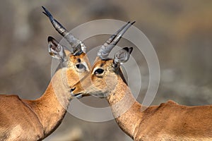 Eye Eye Impala Wildlife