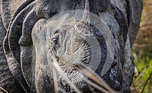 Eye in eye with a One Horn Rhinoceros