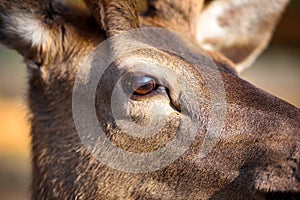 Eye of a Fallow deer. Macro image