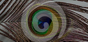 Eye / Feather of a Peacock