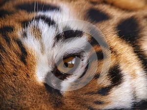 Eye of the fierce tiger