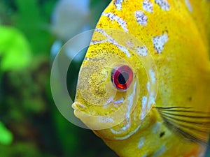 Eye of fish Diskus