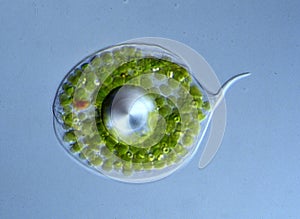 Eye flagellate with green chloroplasts