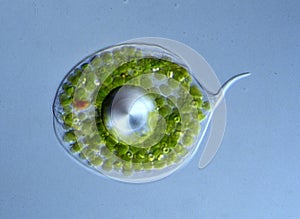 Eye flagellate with green chloroplasts photo