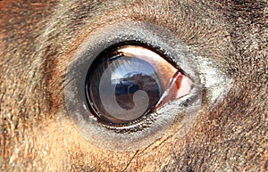 Eye foal