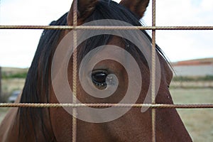 Eye framed of a sad horse photo