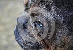 Eye of a frenchy, beautiful dog, puppy of French bulldog posing Concept of , pets love, animal life. looking at camera photo