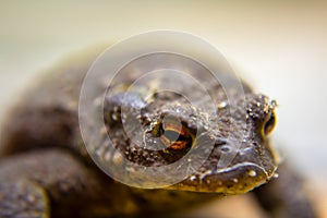 the eye of a frog, shimmering in orange and black, reminds one of old myths and say of dragons