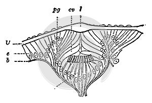 Eye of Gasteropod vintage illustration