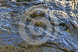 Eye Of The Gator