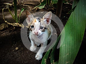 Eye Gaze Of White Striped Shy Kitten Playing In The Garden Of House