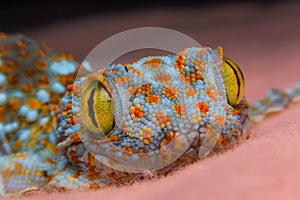 Eye of gecko